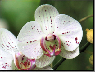 Orchidee